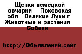 Щенки немецкой овчарки. - Псковская обл., Великие Луки г. Животные и растения » Собаки   